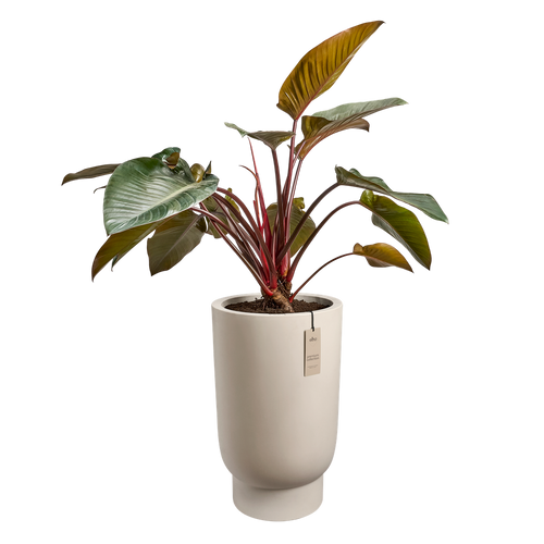 elho amber grail high 47 balanced beige | planter | Geschikt voor binnen en buiten
