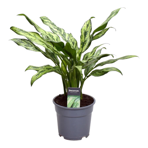 Trendyplants - Aglaonema Juliette - Kamerplant - Hoogte 30-50 cm - Potmaat Ø12cm - vtwonen shop