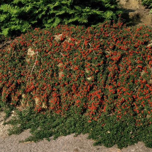 Trendyplants - Cotoneaster procumbens 'Queen of Carpets' - 40 stuks - Dwergmispel - Winterhard - Hoogte 20-30 cm - Potmaat Ø9cm - vtwonen shop