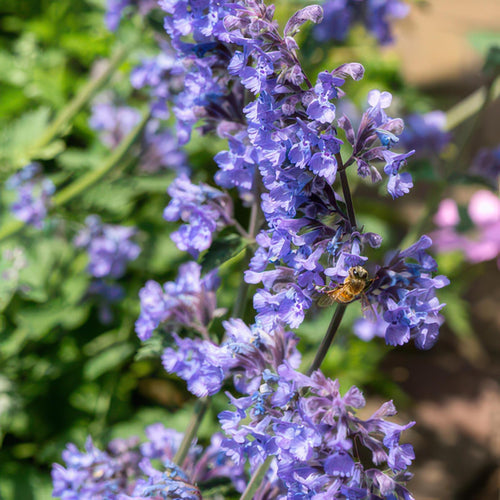 Trendyplants - Nepeta 'Six Hills Giant' - 6 stuks - Kattekruid - Winterhard - Hoogte 20-30 cm - Potmaat Ø9cm - vtwonen shop