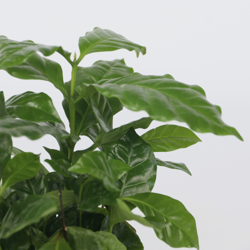 Plant in a Box kamerplant - Set van 2 Coffea Arabica - hoogte 25-40cm - pot 12cm - vtwonen shop