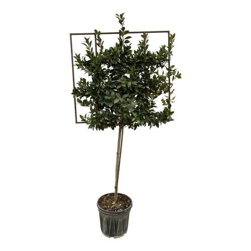 Trendyplants - Laurus Nobilis boom op rek - Tuinplant - Hoogte 215-235 cm - Potmaat Ø40cm - vtwonen shop