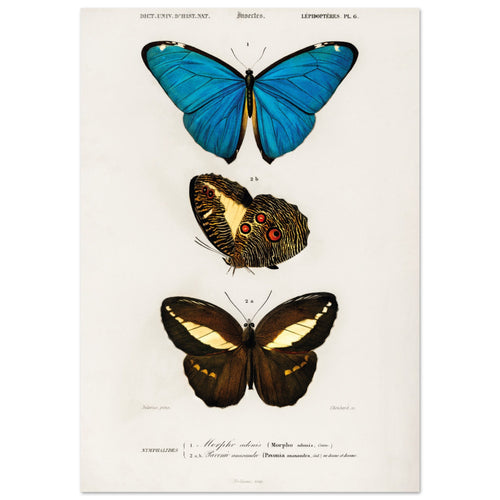 Artfulprints  Charles Dessalines d'Orbigny - Different types of butterfly   poster 70x100 cm - vtwonen shop