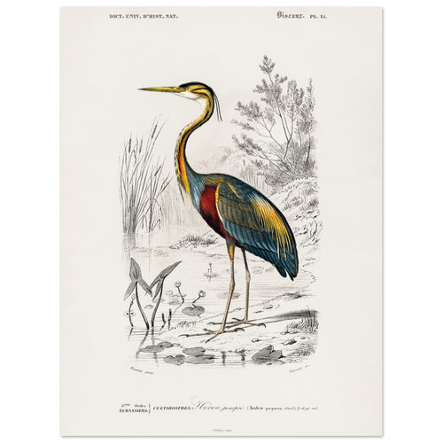 Artfulprints Poster Charles Dessalines d'Orbigny - Purple heron (Ardea purpurea)   - 30x40 cm - Meerkleurig