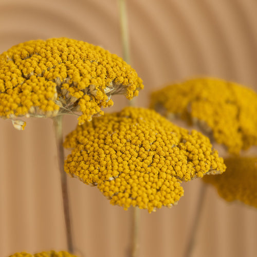 My Flowers.shop Geel naturel gedroogd Duizendblad | Geel naturelle Achillea Parker droogbloemen | 10 stelen per bos | Lengte 65 centimeter - vtwonen shop