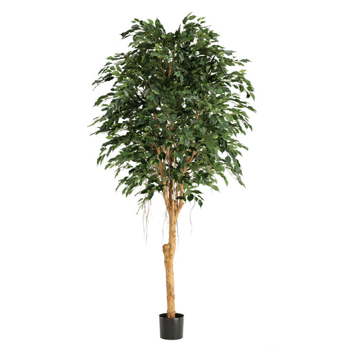 Maxifleur Ficus Exotica Kunstboom Deluxe 250cm groen