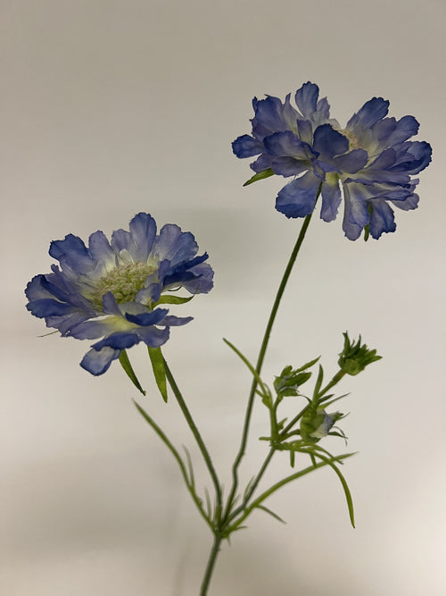 My Flowers.shop Blauwe scabiosa zijden bloem | Lengte 80 centimeter | Per stuk - vtwonen shop