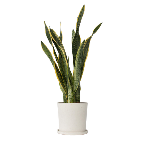 Plant in a Box Sansevieria Laurentii - Vrouwentong - Pot 21cm - Hoogte 65-75cm - vtwonen shop