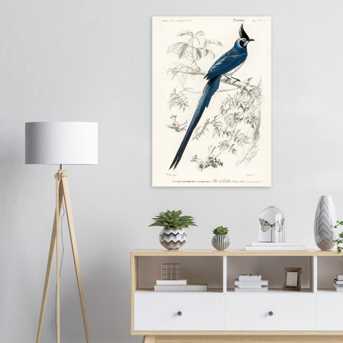 Artfulprints  Charles Dessalines d'Orbigny - Black-throated magpie-jay (pica colliei)   poster 50x70 cm - vtwonen shop