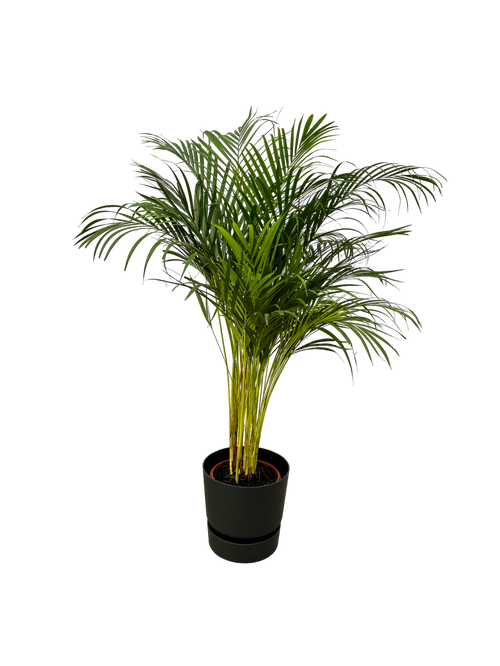 Trendyplants - Areca palm - ↨130cm - Ø24cm inclusief elho Greenville Round zwart Ø30cm x ↨28cm - vtwonen shop