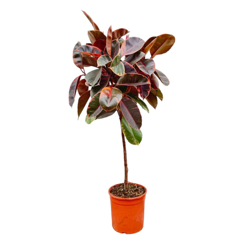 Trendyplants - Ficus Elastica Belize op stam - Rubberboom - Kamerplant - Hoogte 120-140 cm - Potmaat Ø24cm - vtwonen shop