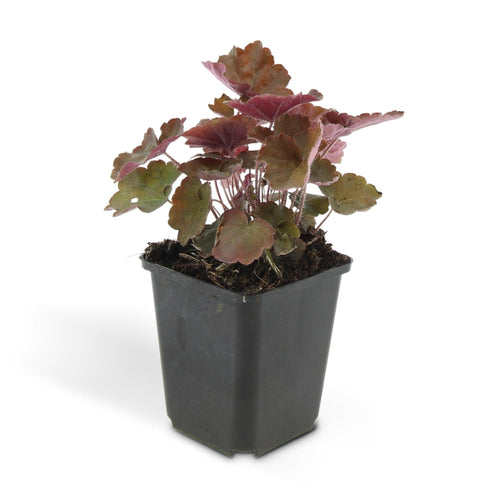 Trendyplants - Heuchera micrantha 'Palace Purple' - 40 stuks - Purperklokje - Winterhard - Hoogte 20-30 cm - Potmaat Ø9cm - vtwonen shop