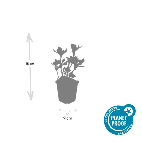 Trendyplants - Pachysandra terminalis 'Variegata' - 6 stuks - Schaduwkruid - Winterhard - Hoogte 10-30 cm - Potmaat Ø9cm - vtwonen shop