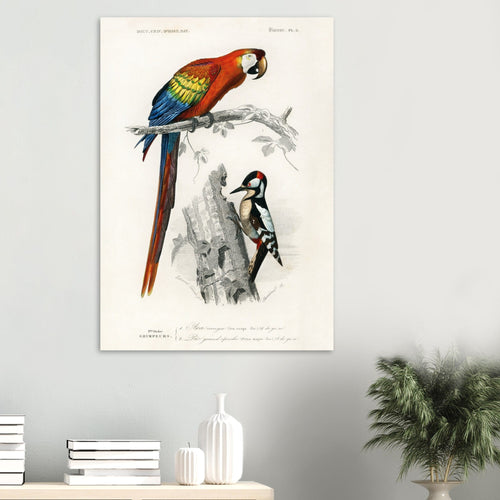 Artfulprints  Charles Dessalines d'Orbigny - Different types of birds   poster A4 21x29.7 cm - vtwonen shop