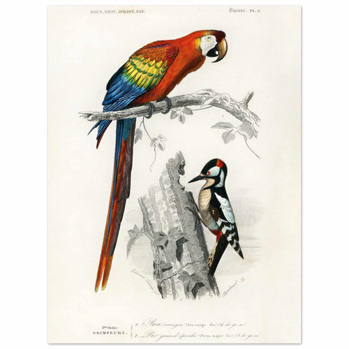 Artfulprints Poster Charles Dessalines d'Orbigny - Different types of birds   - 30x40 cm - Meerkleurig