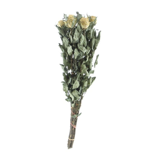 My Flowers.shop Tien gedroogde groen-witte rozen | Lengte 50 centimeter | Per bos te bestellen - vtwonen shop