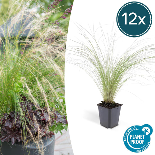 Trendyplants - Stipa tenuissima 'Ponytails' - 12 stuks - Vedergras - Winterhard - Hoogte 10-25cm - Potmaat Ø9cm - vtwonen shop