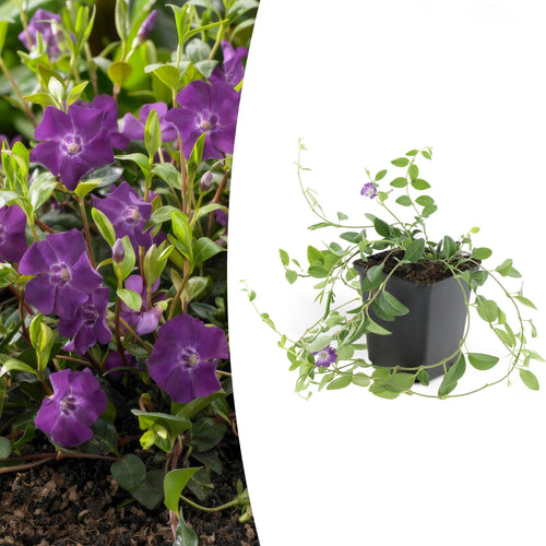 Trendyplants - Vinca minor 'Atropurpurea' - 20 stuks - Maagdenpalm - Winterhard - Hoogte 10-25cm - Potmaat Ø9cm - vtwonen shop