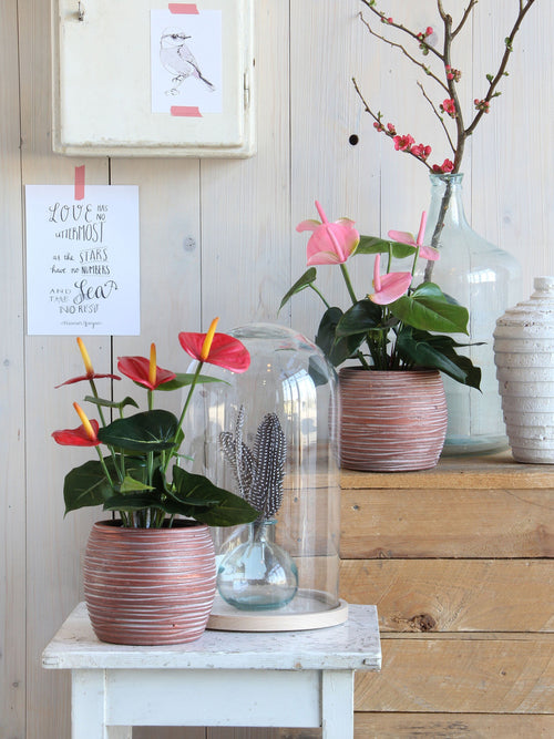 Mica Decorations Anthurium Kunstplant in Bloempot Stan - H38 x Ø30 cm - Rood