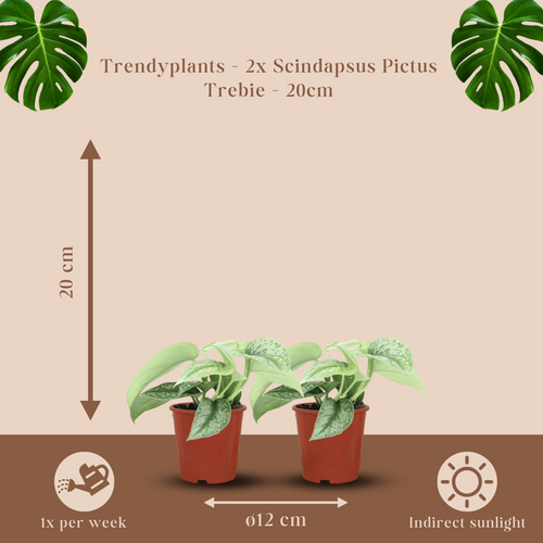 Trendyplants - 2x Scindapsus Pictus Trebie - Epipremnum - Kamerplanten - Hoogte 10-30 cm - Potmaat Ø12cm - vtwonen shop