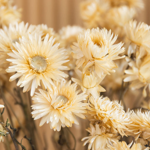 My Flowers.shop Gedroogde witte Helichrysum | Witte strobloemen droogbloemen | Lengte 55 centimeter | Per stuk - vtwonen shop