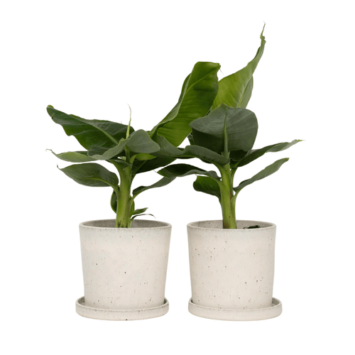 Plant in a Box fruitboom Musa Oriental Dwarf - hoogte 25-40cm - pot 12cm - vtwonen shop