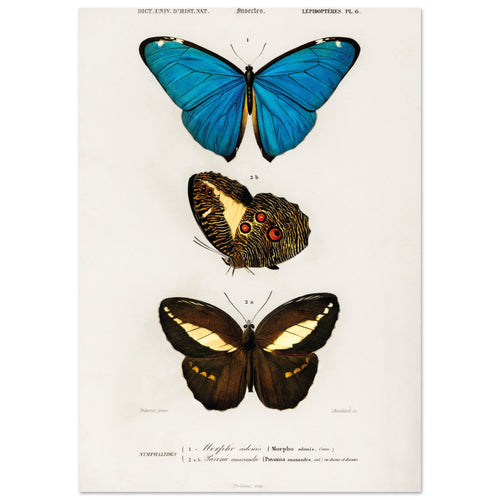 Artfulprints  Charles Dessalines d'Orbigny - Different types of butterfly   poster A4 21x29.7 cm - vtwonen shop