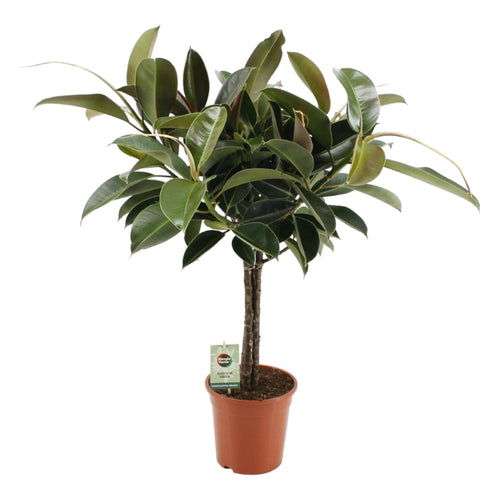 Trendyplants - Ficus Elastica Melany - Rubberboom - Kamerplant - Hoogte 85-105 cm - Potmaat Ø21cm - vtwonen shop