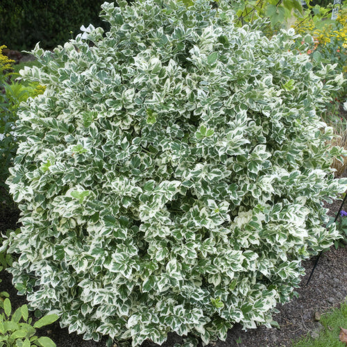 Trendyplants - Euonymus 'Emerald 'n Gaiety' - Japanse kardinaalsmuts - 20 stuks - Winterhard - Hoogte 10-20cm - Potmaat Ø9cm - vtwonen shop