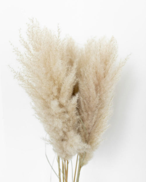 My Flowers.shop Naturelle fluffy pampas pluimen | Lengte 100 centimeter | Per 5 stuks - vtwonen shop