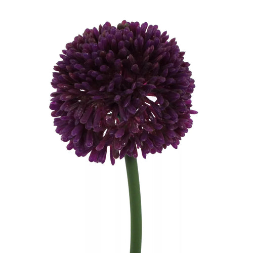 Flourify kunstbloem - Allium - 44 cm - bundel van 14 - vtwonen shop