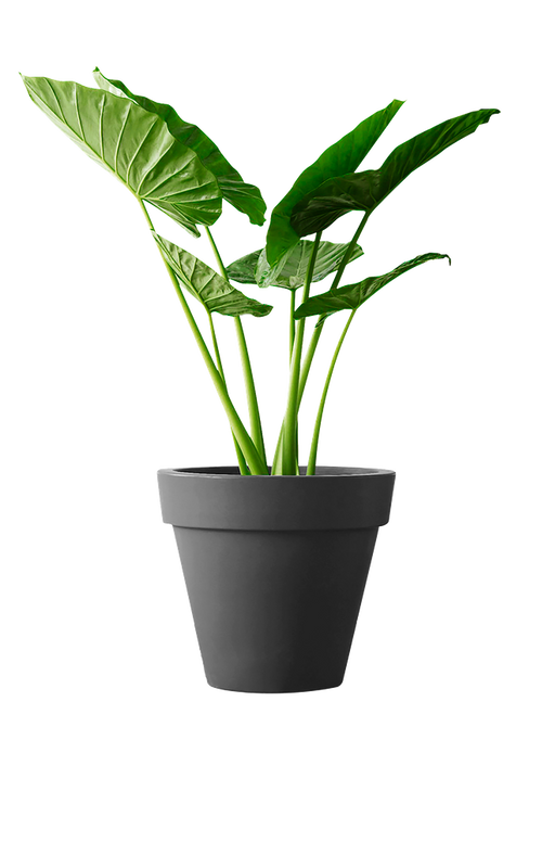 elho pure round 60 antra | Bloempot | Tijdloos
