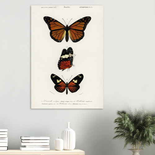 Artfulprints Poster Charles Dessalines d'Orbigny - Butterfly   - 30x40 cm - Bruin