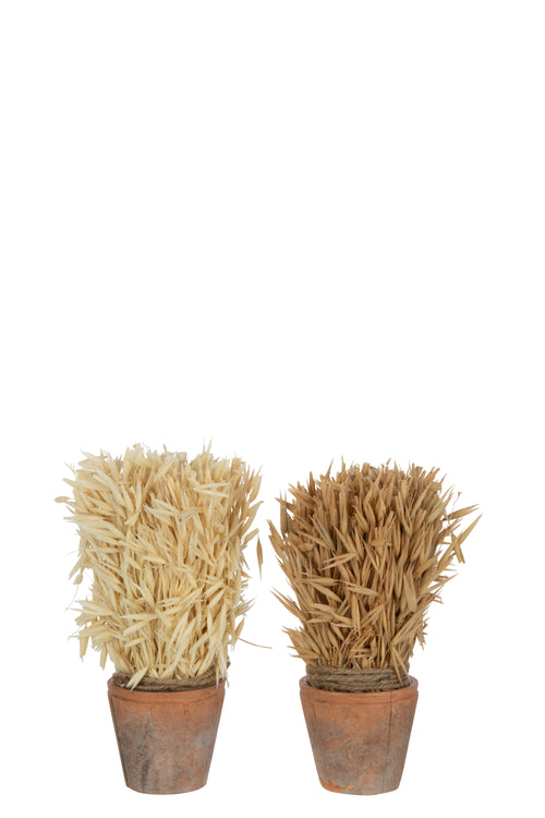 J-Line oogst in pot - gras - naturel - 2 stuks