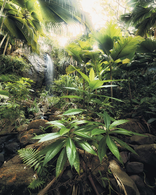 Sanders & Sanders fotobehang jungle-motief groen - 200 x 250 cm - 612556