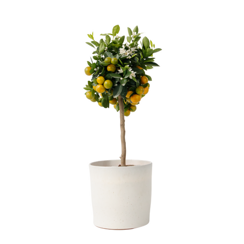 Plant in a Box fruitboom Citrus Calamondin - hoogte 55-65cm - pot 19cm - vtwonen shop