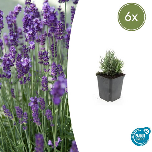 Trendyplants - Lavandula angustifolia 'Dwarf Blue' - 6 stuks - Lavendel - Winterhard - Hoogte 10-30 cm - Potmaat Ø9cm - vtwonen shop