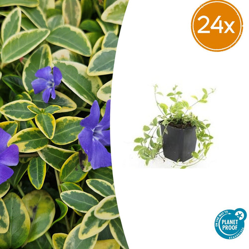 Trendyplants - Vinca minor 'Aureovariegata' - 24 stuks - Maagdenpalm - Winterhard - Hoogte 10-30 cm - Potmaat Ø9cm - vtwonen shop
