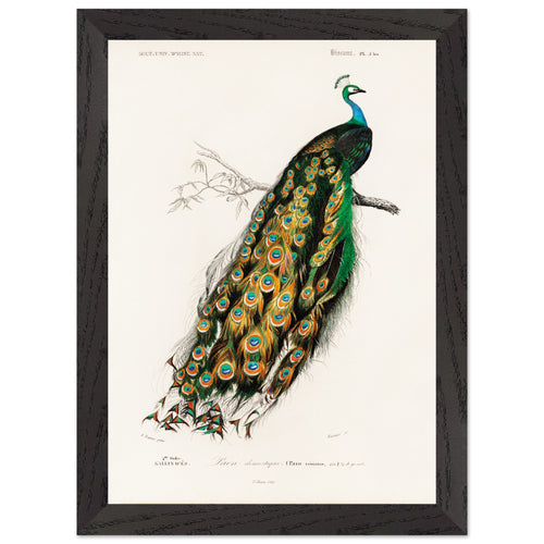 Poster met Lijst Charles Dessalines d'Orbigny - Indian peafowl (pavo cristatus)   - A4 21x29.7 cm -