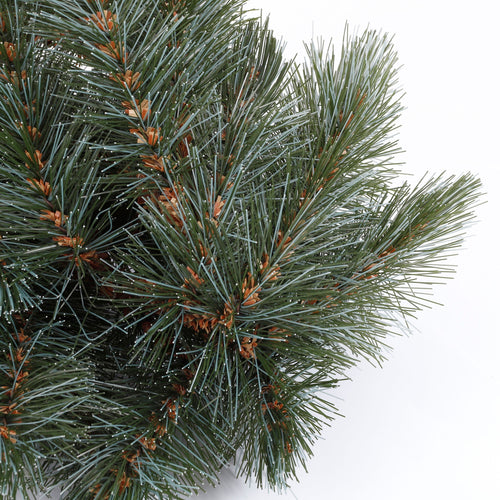 Triumph Tree Forest Frosted Guirlande Swag - L180 cm - Newgrowth Blue