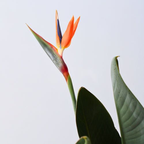 Plant in a Box kamerplant Strelitzia Reginea Met Bloem - hoogte 80-100cm - pot 27cm - vtwonen shop