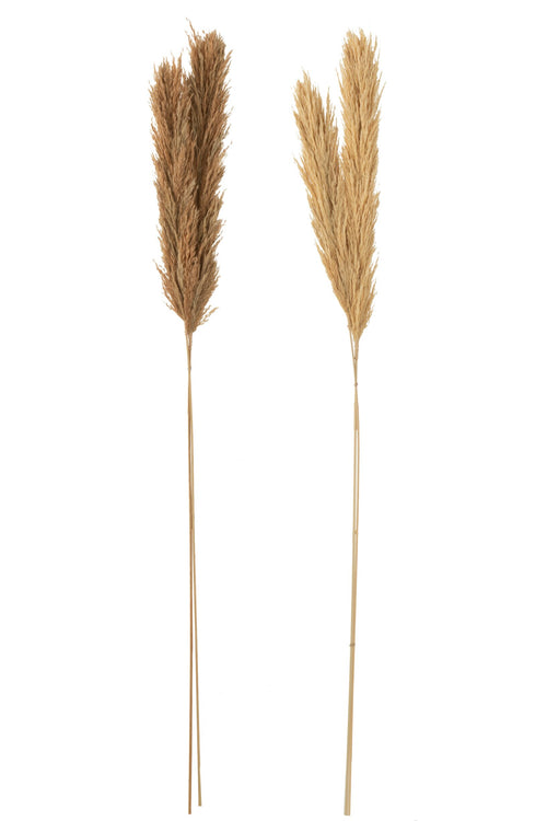 J-Line droogbloemen - Tak Veer Pampas - naturel - 2 stuks