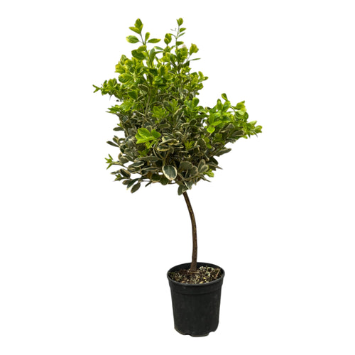 Trendyplants - Euonymus Japonicus - Japanse Kardinaalsmuts - Tuinplant - Hoogte 90-110 cm - Potmaat Ø21cm - vtwonen shop