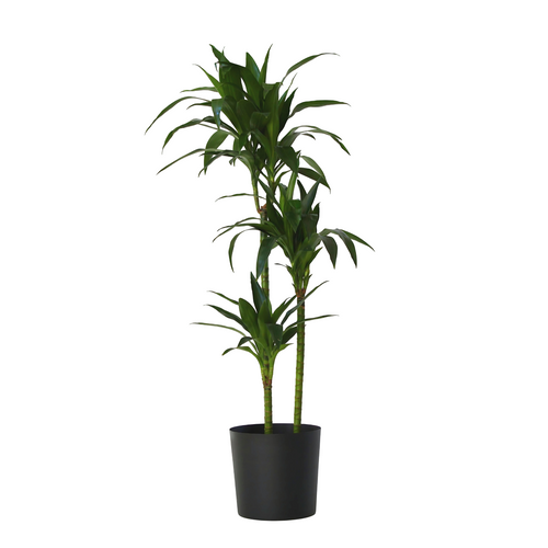 Plant in a Box kamerplant Dracaena deremensis Janet Craig - hoogte 140-150cm - pot 24cm - vtwonen shop