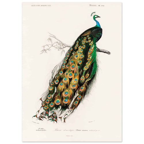 Artfulprints  Charles Dessalines d'Orbigny - Indian peafowl (pavo cristatus)   poster 50x70 cm - vtwonen shop