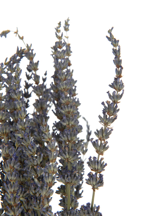 J-Line droogbloemen - Bundel Gedroogde Lavendel - riet - paars - vtwonen shop