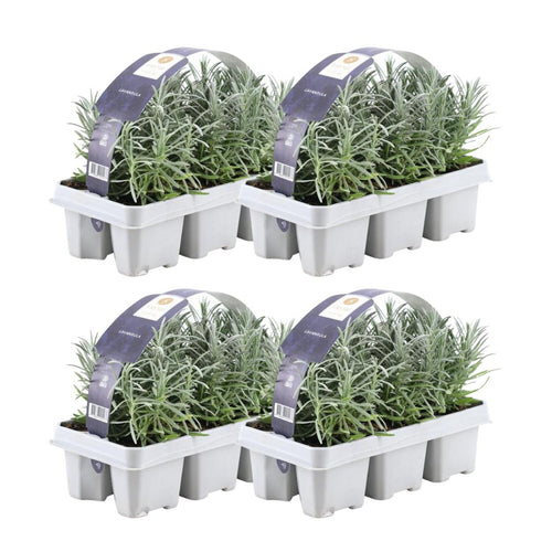 Trendyplants - Lavendel angustifolia - 24 stuks - Lavendel - Winterhard - Hoogte 10-20 cm - Potmaat Ø7cm - vtwonen shop