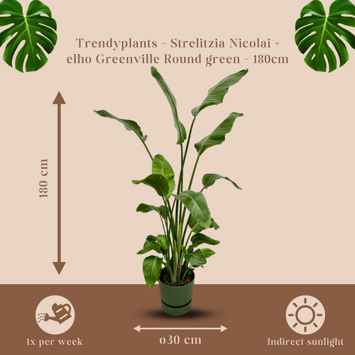 Trendyplants - Strelitzia Nicolai inclusief elho Greenville Round groen - 170 cm - Ø30cm - vtwonen shop
