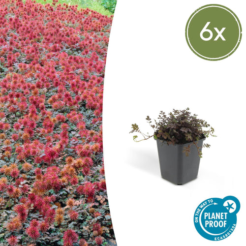Trendyplants - Acaena microphylla 'Kupferteppich' - 6 stuks - Stekelnootje - Winterhard - Hoogte 10-20cm - Potmaat Ø9cm - vtwonen shop