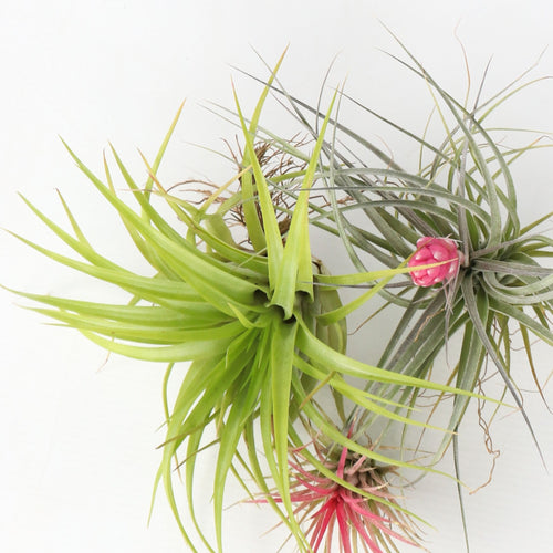 Plant in a Box luchtplanten Tillandsia - hoogte 5-15cm - mix van 6 - vtwonen shop